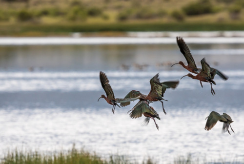 Flock of birds flying through a wetland area.