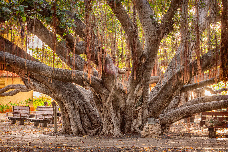 The iconic banyan tree in Lahaina, Maui.